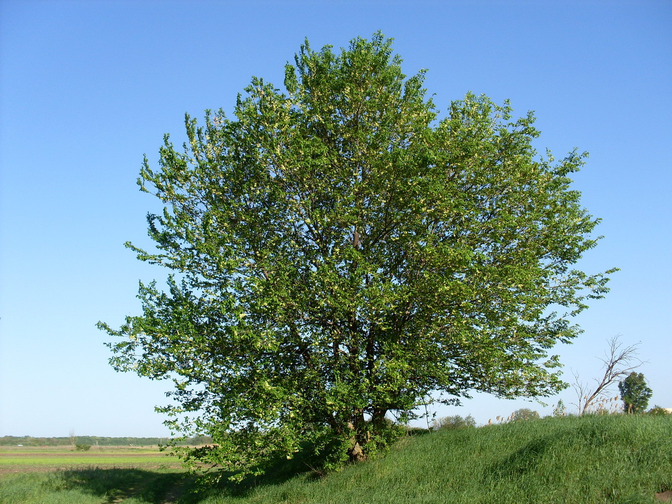 Image of Ulmus pumila specimen.