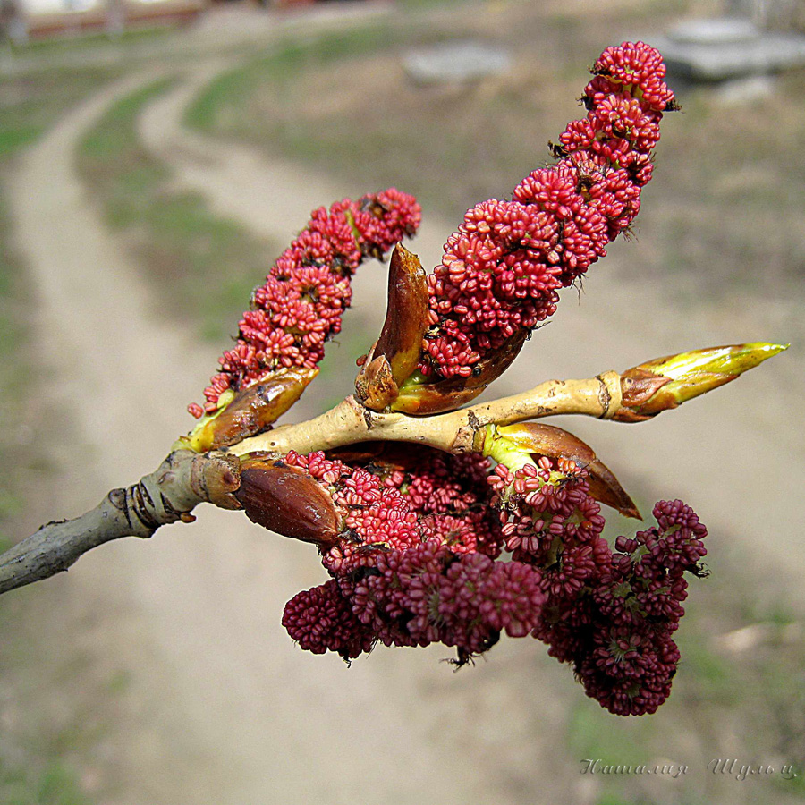 Изображение особи Populus nigra.