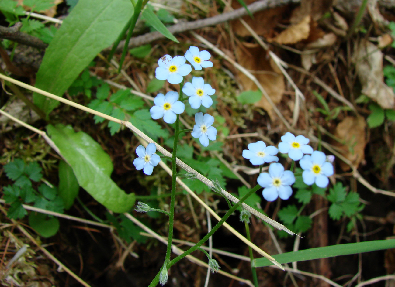 Изображение особи род Myosotis.