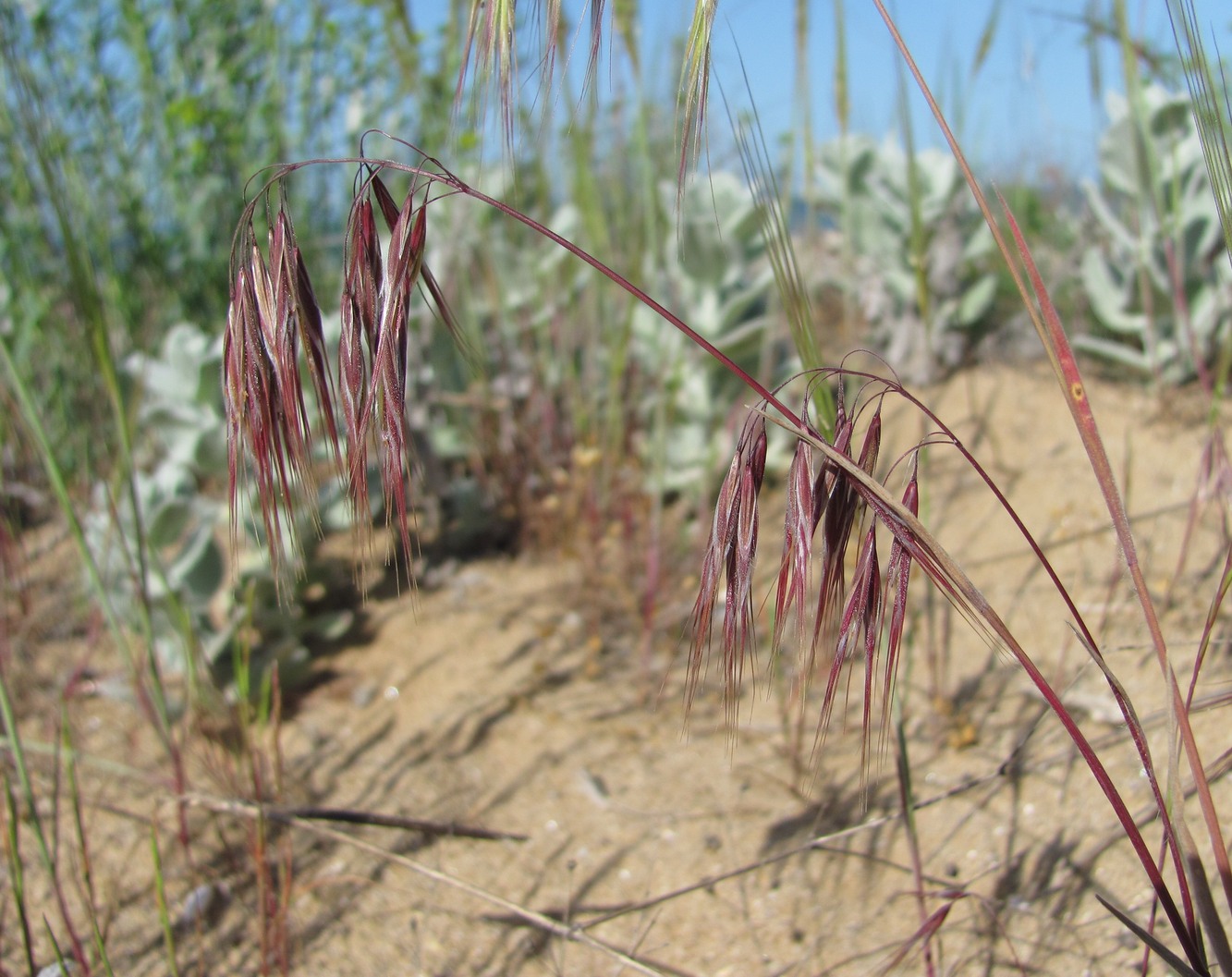 Изображение особи Anisantha tectorum.