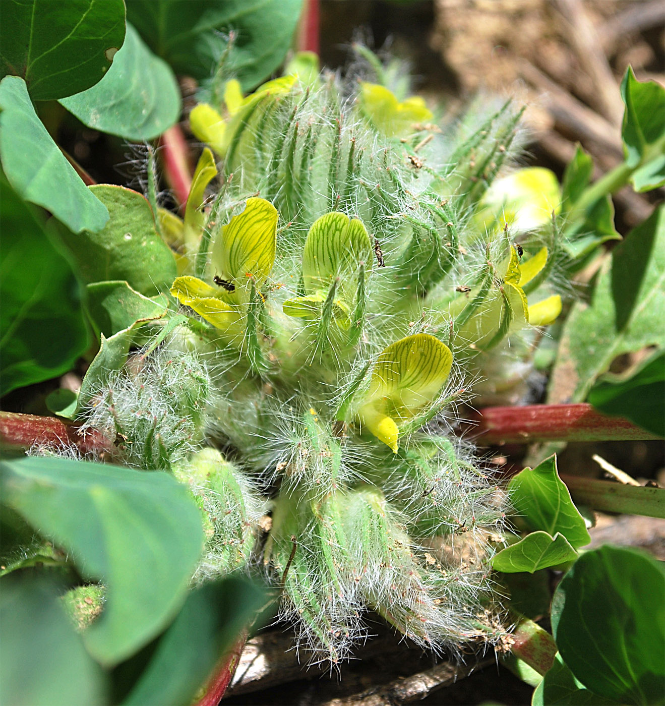 Изображение особи Astragalus sewertzowii.