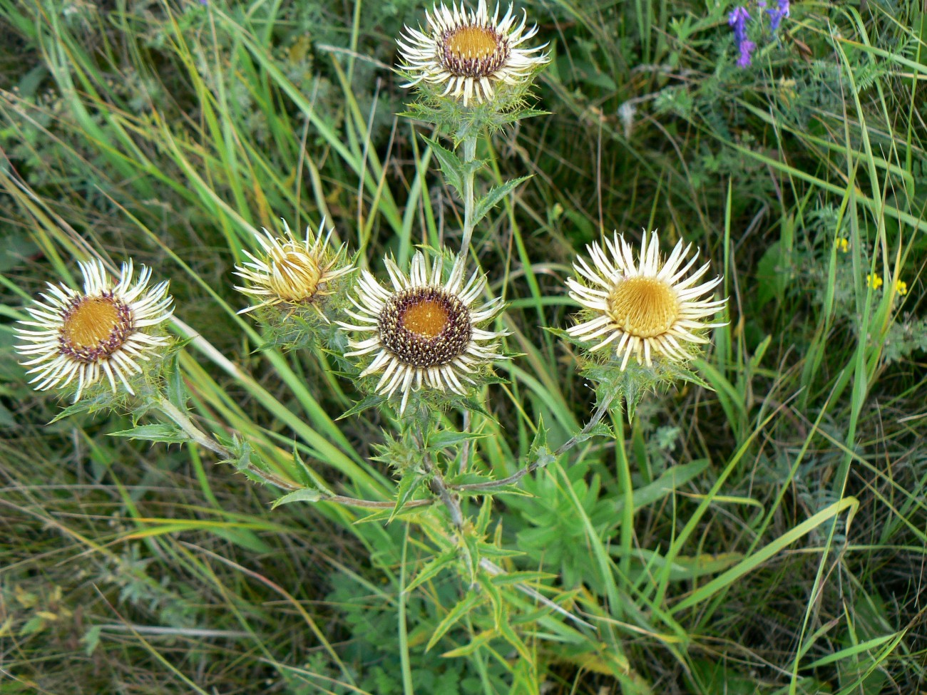 Изображение особи Carlina intermedia.