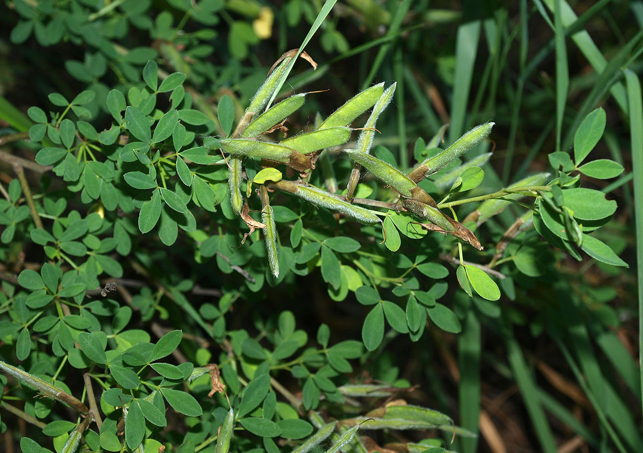 Изображение особи Chamaecytisus ruthenicus.