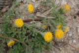 Anthemis rigida