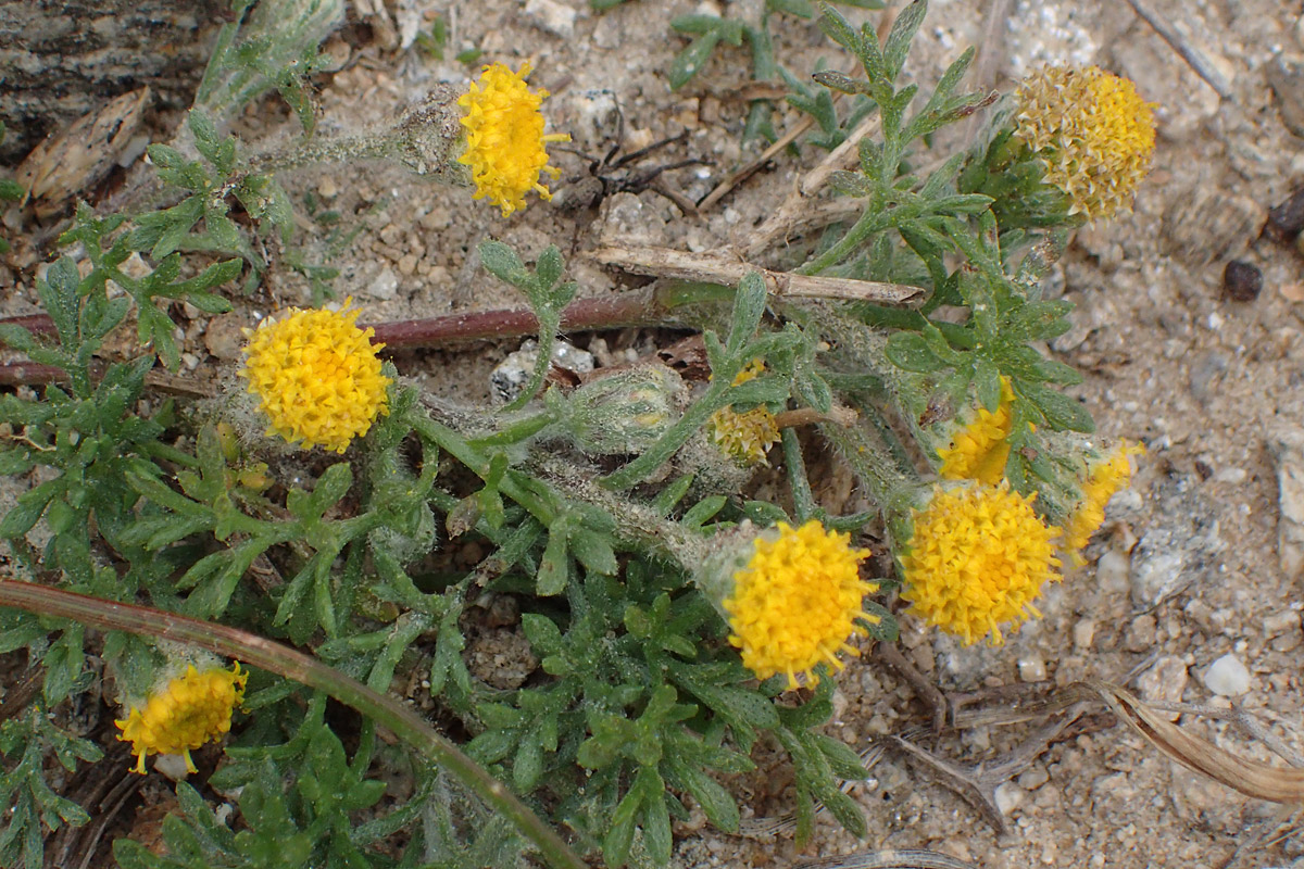 Image of Anthemis rigida specimen.