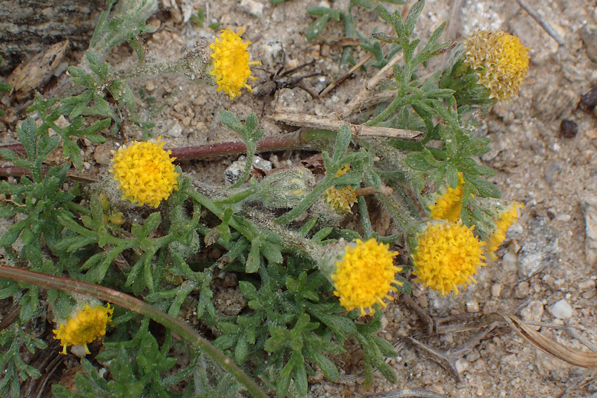 Изображение особи Anthemis rigida.