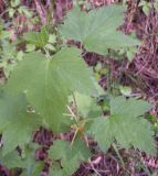 Ribes hispidulum