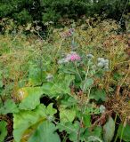 Arctium tomentosum