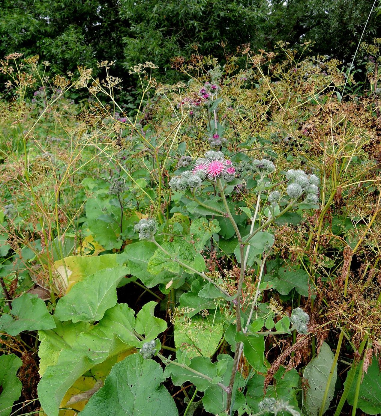 Image of Arctium tomentosum specimen.