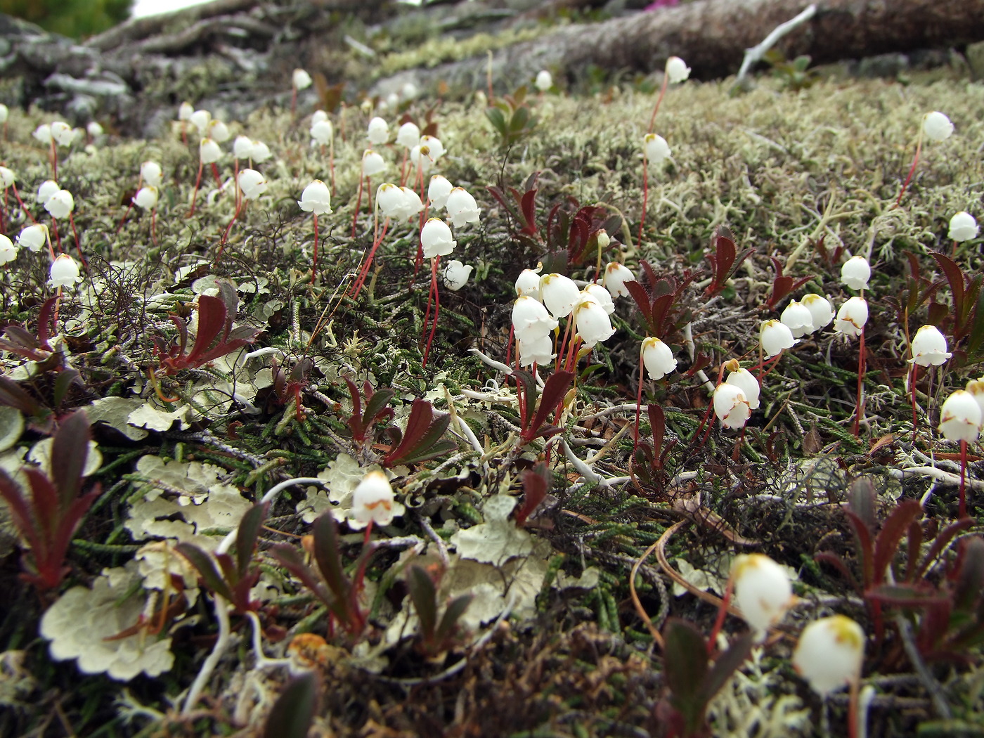 Image of Cassiope lycopodioides specimen.