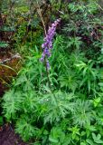 Aconitum septentrionale