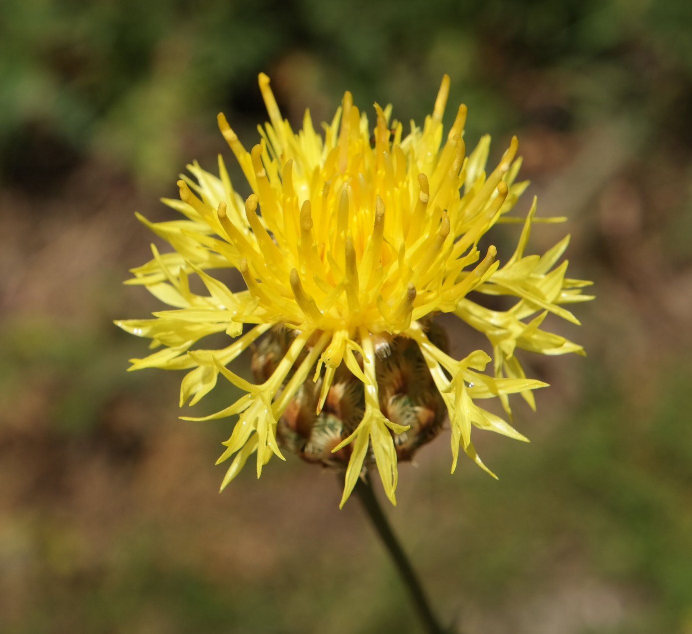 Image of Centaurea orientalis specimen.