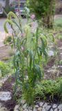 Setaria italica