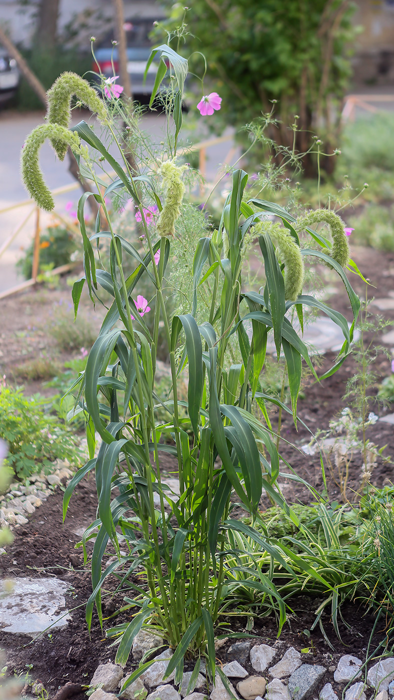 Image of Setaria italica specimen.