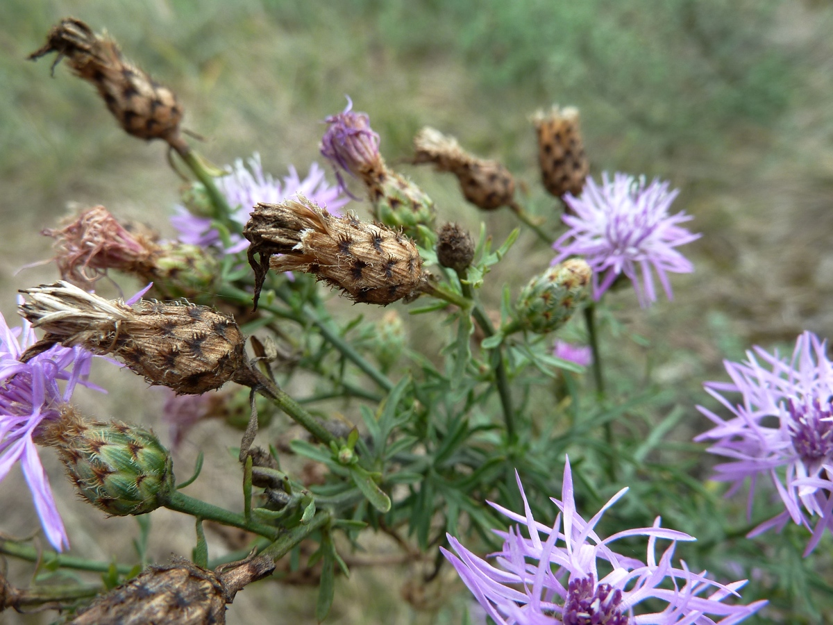 Изображение особи Centaurea stoebe.