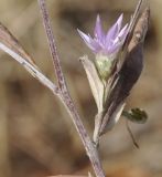 Xeranthemum annuum