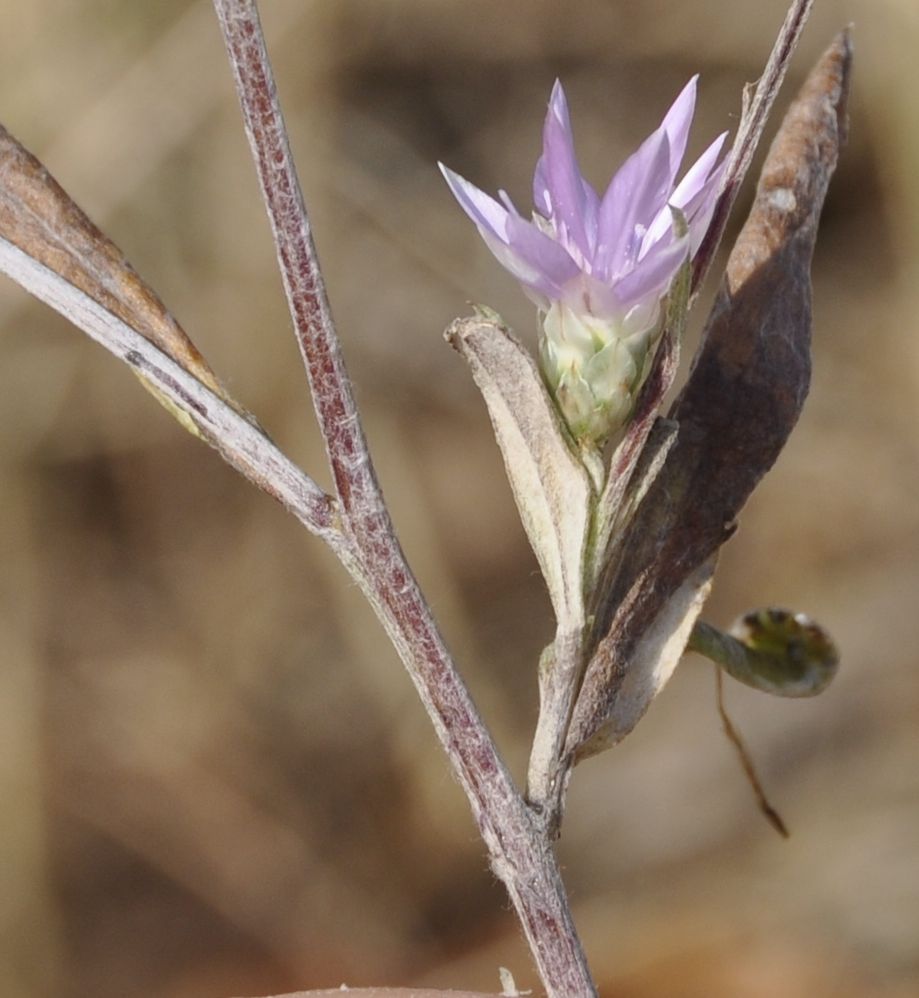 Image of Xeranthemum annuum specimen.