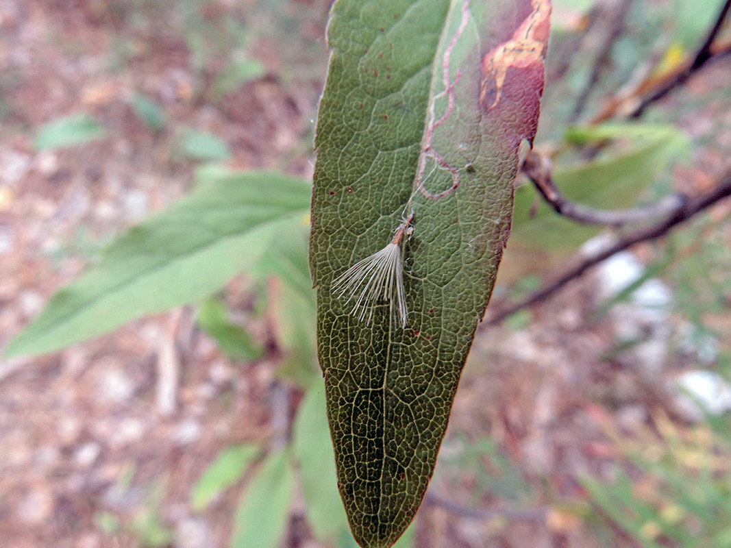 Image of Solidago virgaurea specimen.