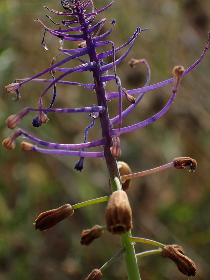 Image of Leopoldia comosa specimen.