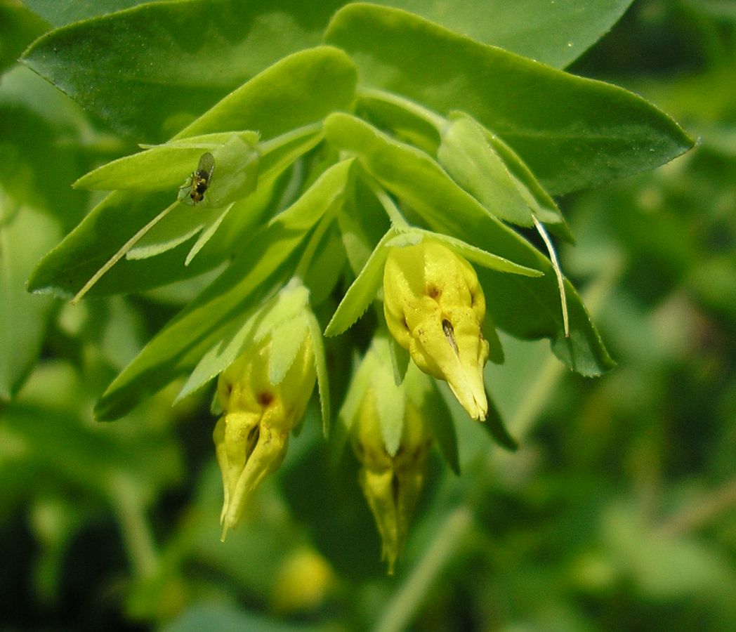 Изображение особи Cerinthe minor.