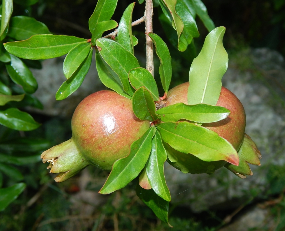 Image of Punica granatum specimen.