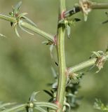 Salsola tragus