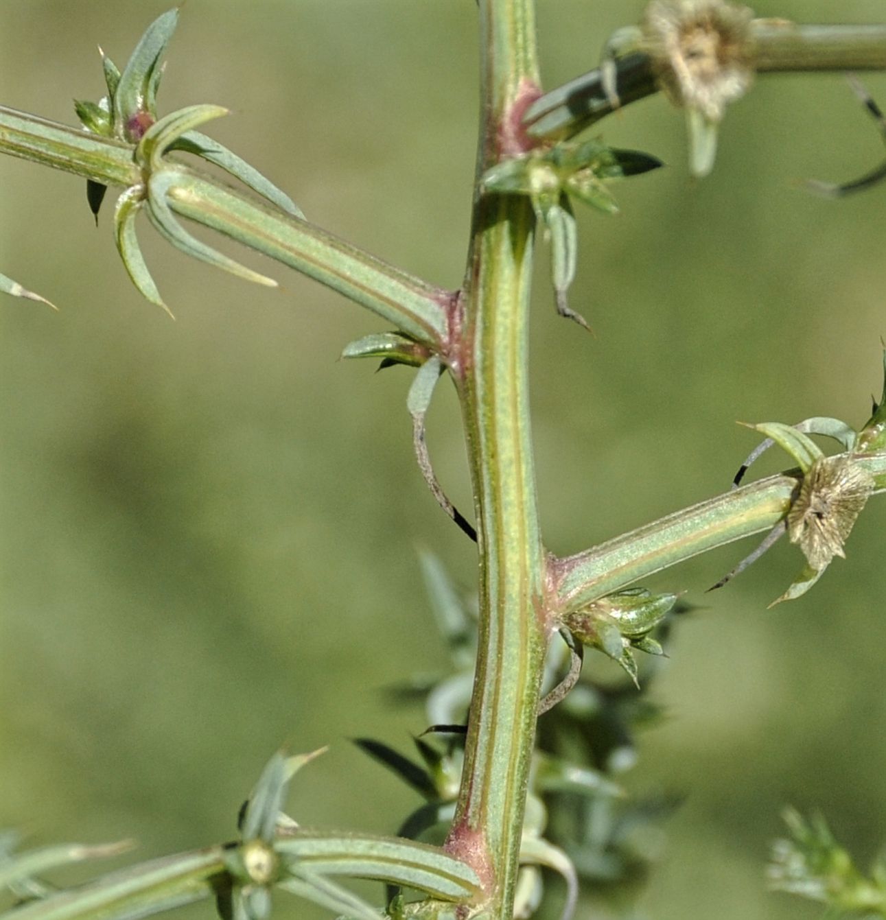 Image of Salsola tragus specimen.