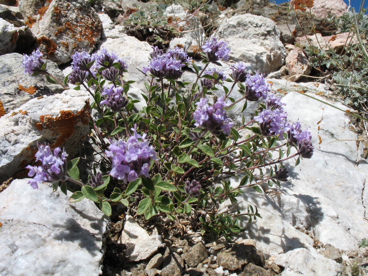 Image of genus Ziziphora specimen.