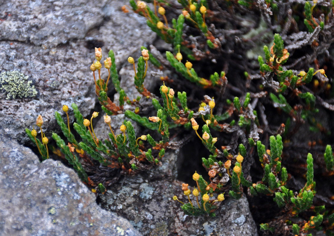 Изображение особи Cassiope tetragona.