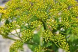Notobubon galbanum