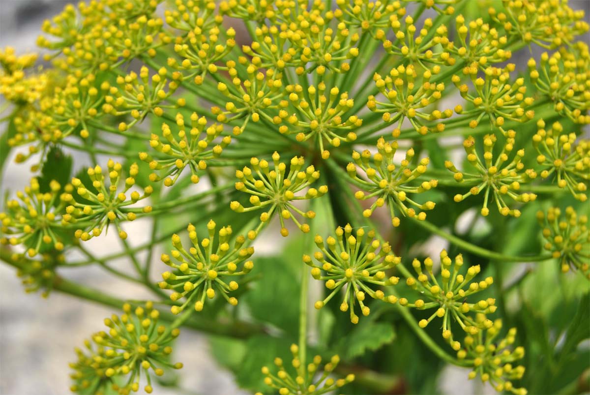 Image of Notobubon galbanum specimen.