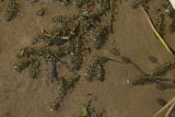 Elodea canadensis