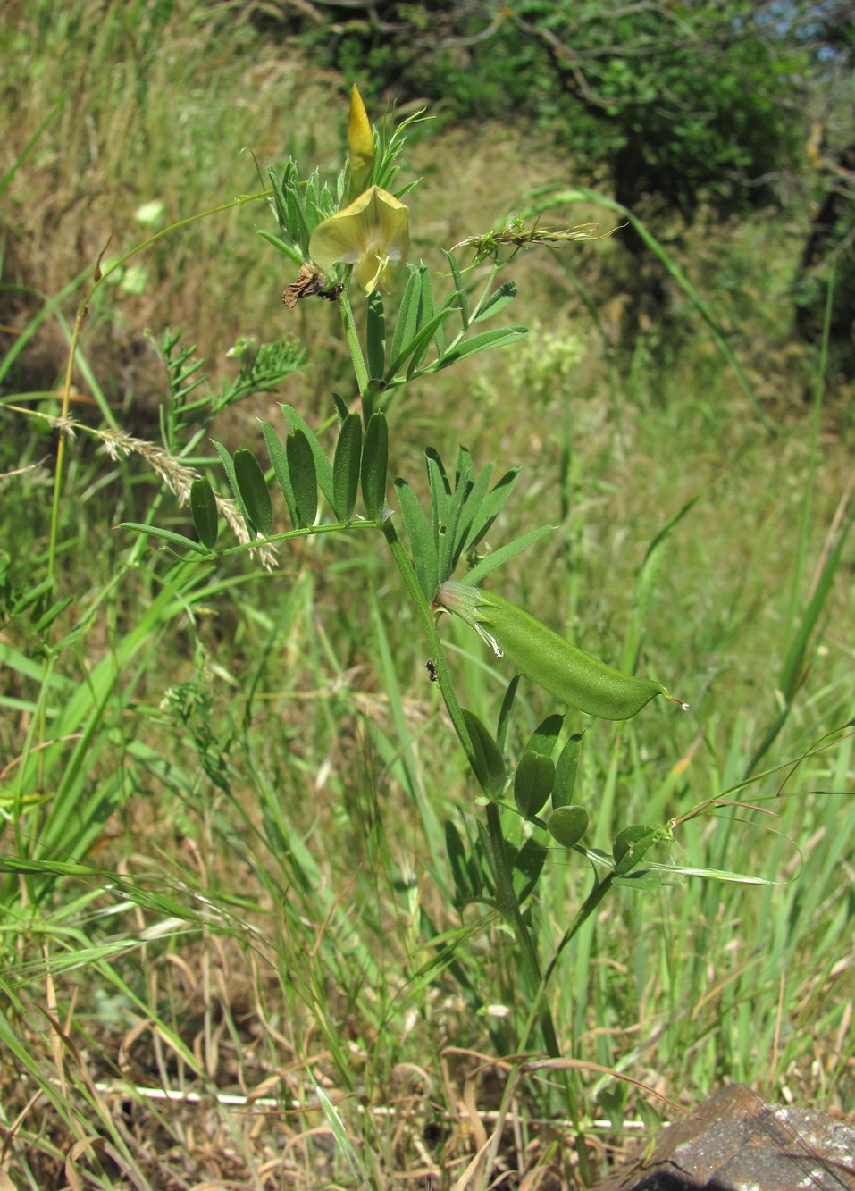 Image of Vicia grandiflora specimen.
