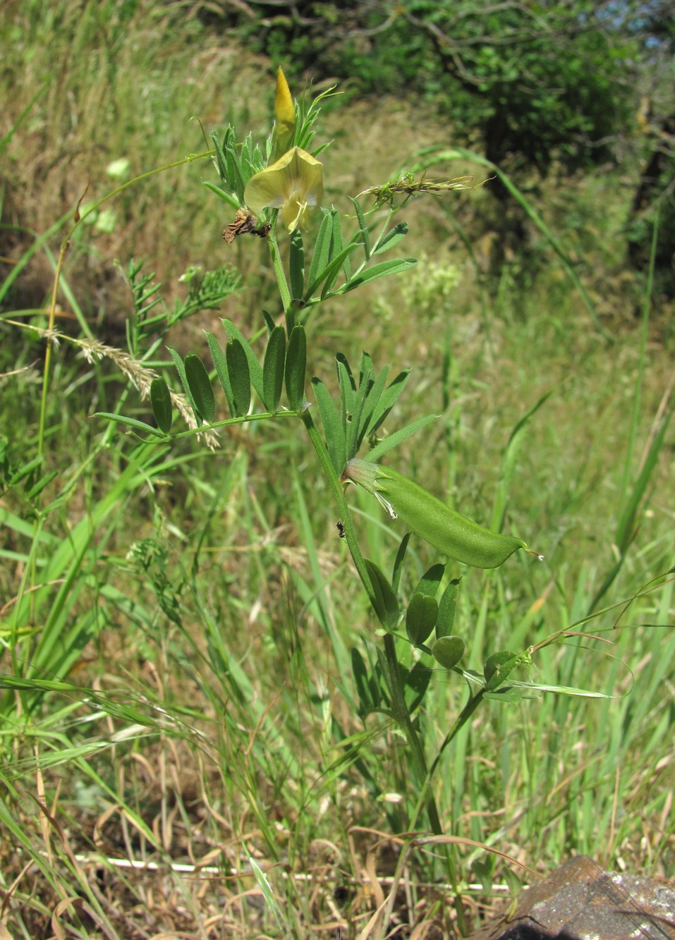 Изображение особи Vicia grandiflora.