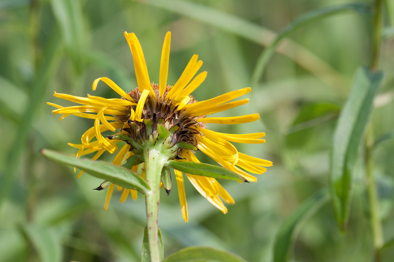 Image of Inula salicina specimen.