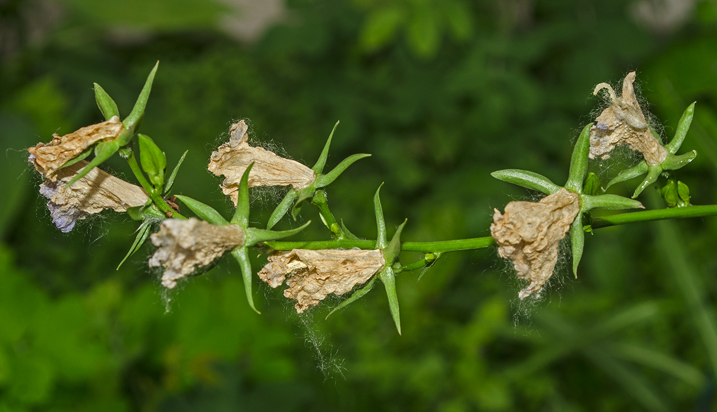 Image of Campanula persicifolia specimen.