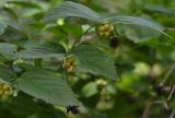 Rhodotypos scandens. Верхушка ветви с незрелыми плодами. Крым, горный массив Карадаг, ботанический сад Карадагской биостанции. 21.06.2017.