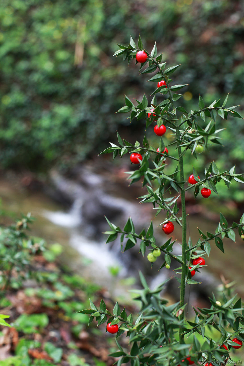 Изображение особи Ruscus aculeatus.