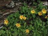 Doronicum carpaticum. Цветущие растения. Украина, Закарпатская обл., Раховский р-н, хр. Свидовец, ≈ 1800 м н.у.м., скальное обнажение. 2 июля 2010 г.