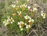 Scutellaria verna