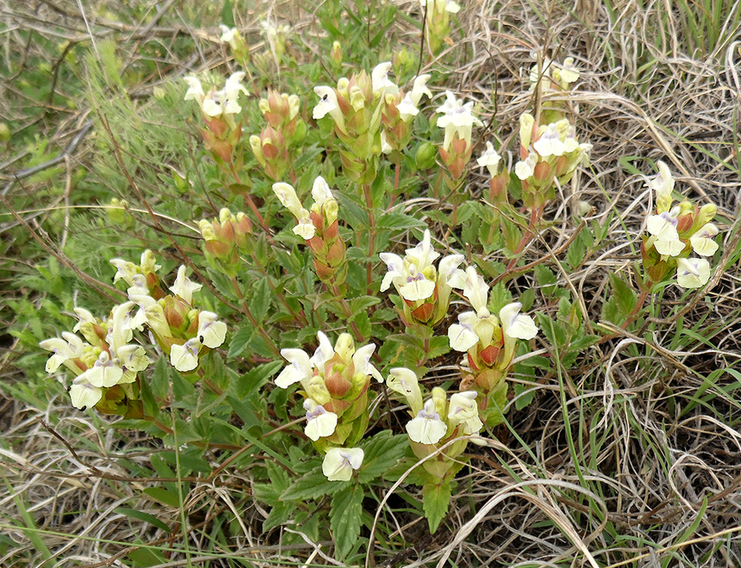 Изображение особи Scutellaria verna.
