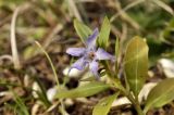 Vinca herbacea. Верхушка цветущего растения. Крым, окр. г. Бахчисарай, Менгирная балка, вершина склона. 16.02.2019.