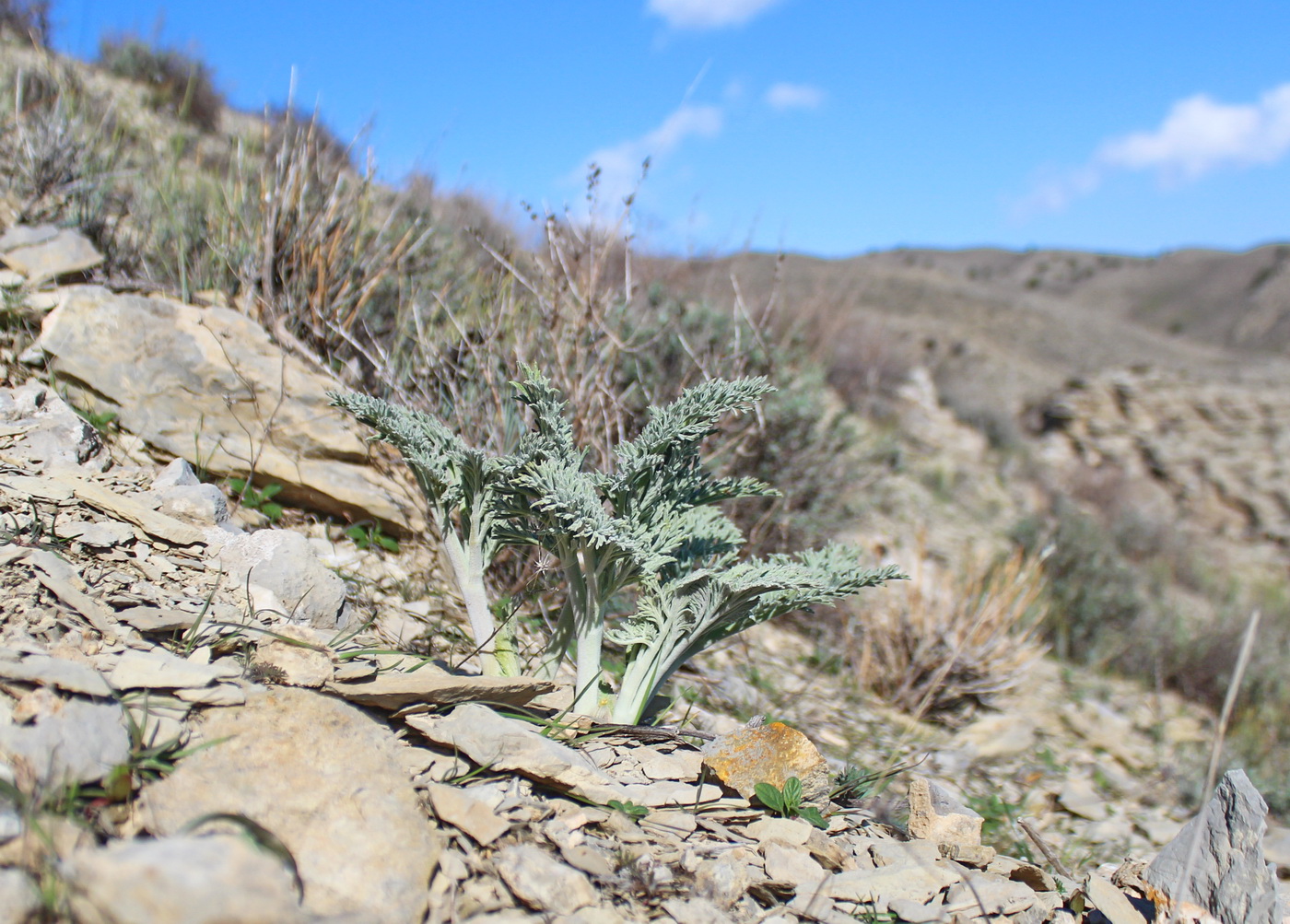 Image of Dorema hyrcanum specimen.