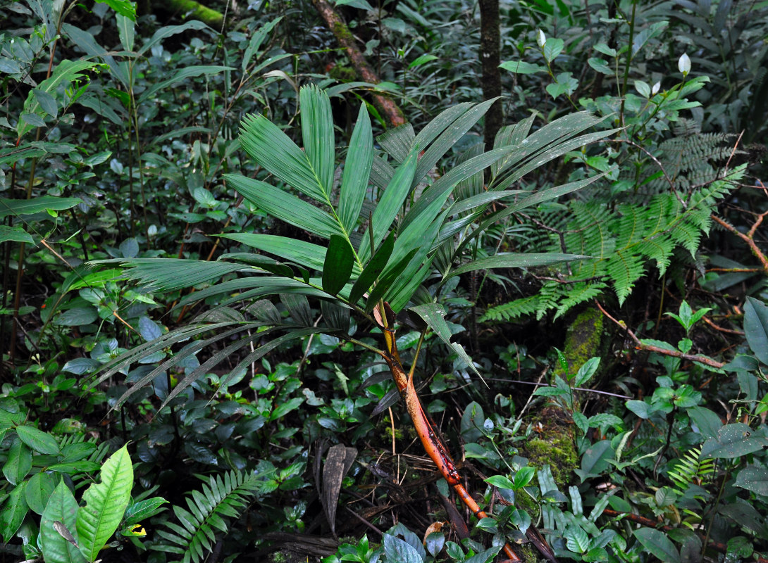 Изображение особи Pinanga polymorpha.