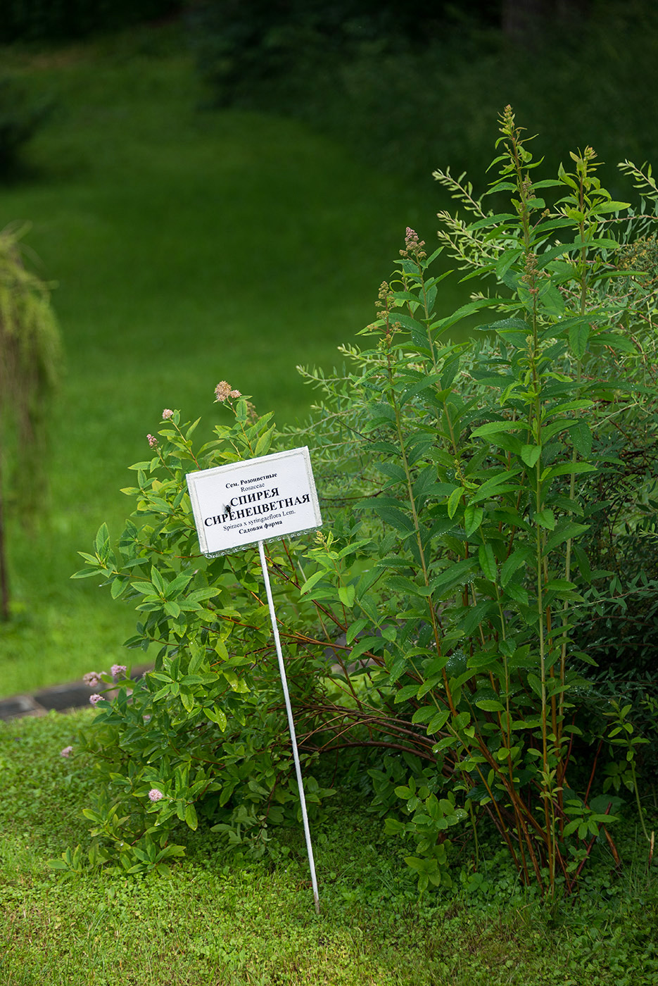 Изображение особи Spiraea &times; syringaeflora.