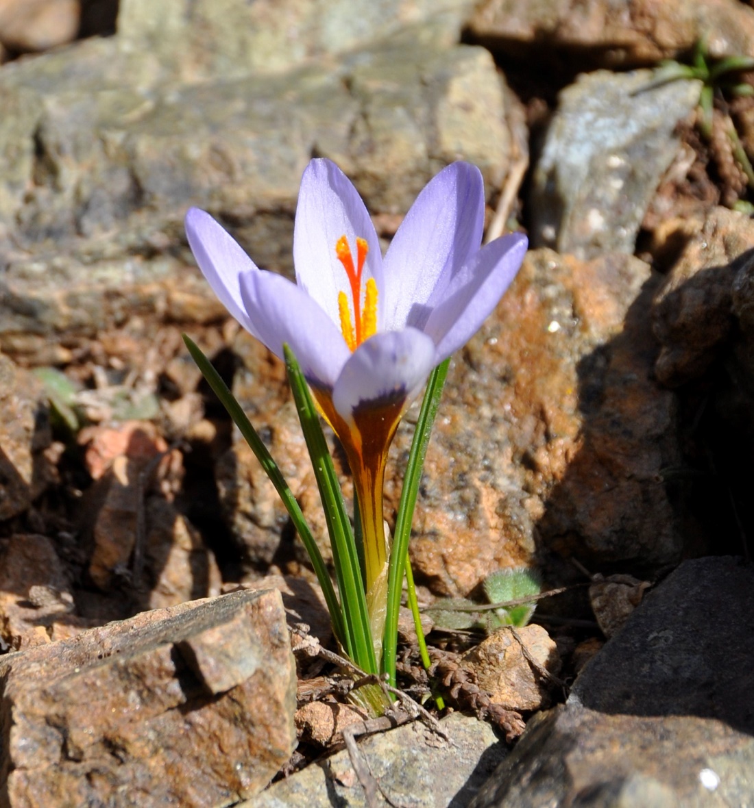 Изображение особи Crocus cyprius.