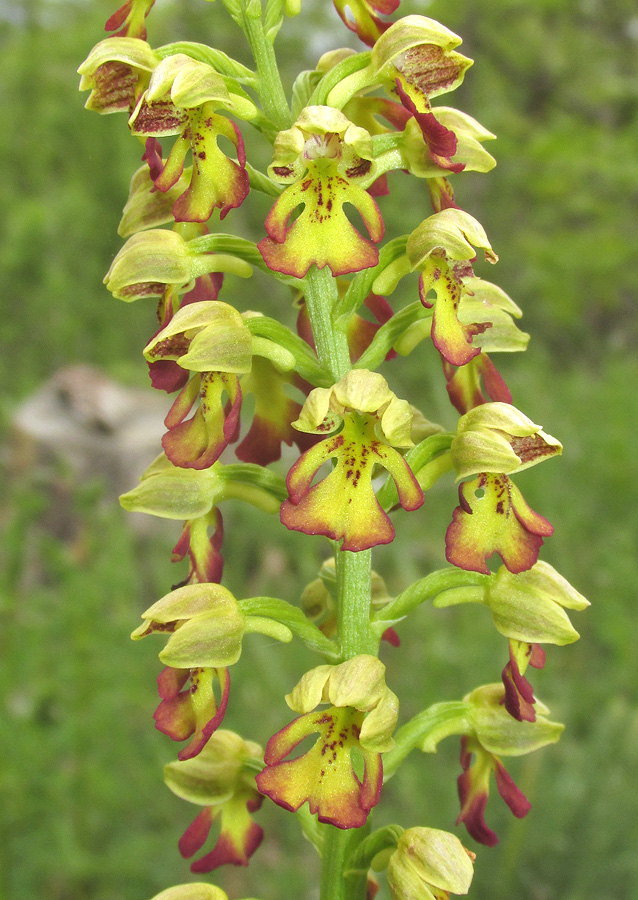 Image of Orchis × wulffiana specimen.