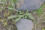 genus Euphorbia. Вегетирующее растение. Турция, ил Агры, безымянное село на западном склоне горы Арарат. 19.04.2019.