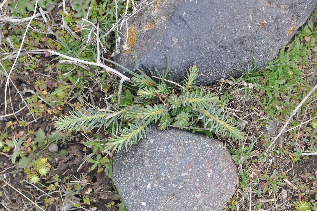 Image of genus Euphorbia specimen.