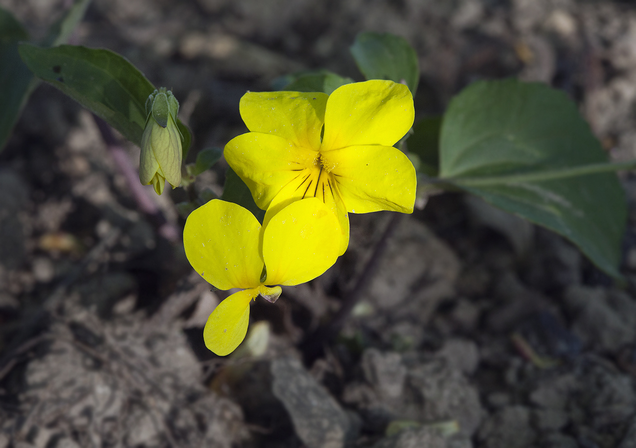 Изображение особи Viola orientalis.